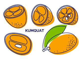 Tropical citrus icons set. Collection of exotic fruit kumquat. Vector hand drawn illustration from outline and silhouette