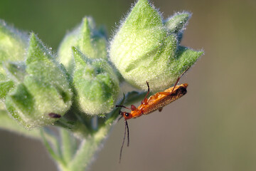 small insect on a flower 