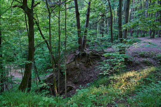 Moscow. Bitsekvsky forest. Exposed tree roots on the steep slope of the Chertanovka river