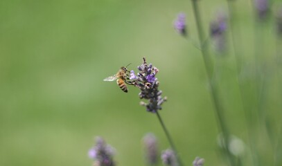 Honey Bee Flying from Left While Feeding on Lavender Flower in Bloom