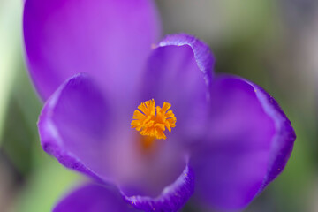 Purple Crocus flowering in a garden in close view
