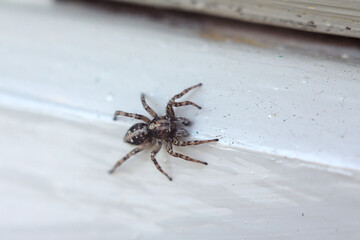Small spider on the white board