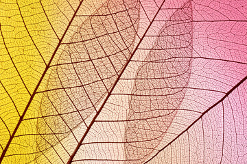 Naklejka na ściany i meble Beautiful Leaf veins texture, Abstract autumn background of Skeleton leaves colorful
