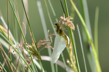 Libellula depressa adult emerging from its exuvia