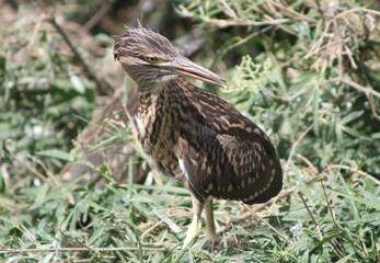 Closeup of a Baby Night Heron Turning Back