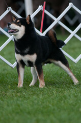 Shiba Inu standing in dog show ring