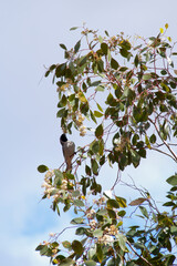 Cobar Australia, bird feeding on gum blossoms in tree canopy