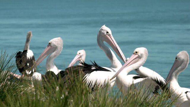 Australian Pelican in New castle near the port, NSW wildlife and nature. Tourism