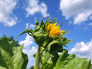 A stunning bloom in the rudiment of a sunflower flower, against the backdrop of the blue sky and white clouds. Yellow flower before blooming, against a background of green leaves.	
