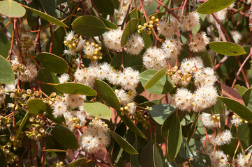 Cobar Australia, close-up of a flowering gum tree in bloom