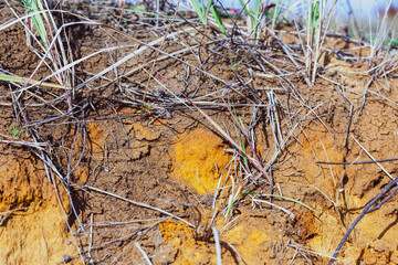 Stems and roots of grass growing on the slope of a sand pit. Narrow focus, close-up.