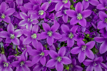 purple flowers in the garden