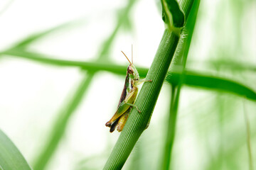 Grasshopper perching on stem grass