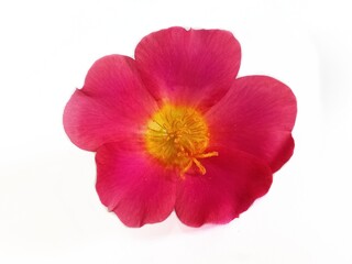 Naklejka na ściany i meble Portulaca grandiflora known as rose moss. Red Rose Moss flower isolated in White Background. Perfect For Flowers Background