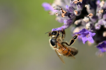 abeille
