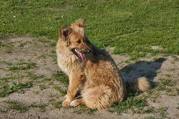 Naklejka premium The neighbor's dog came to the house, wants to get something tasty.