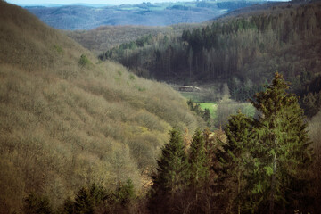 forest scenery near radio telescope near cologne 