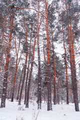 Fototapeta premium autumn forest landscape with blue sky background