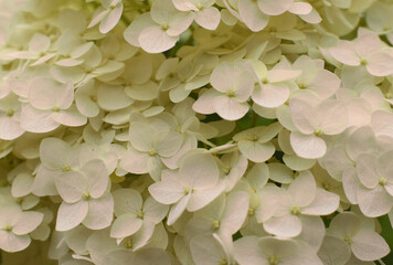 close up of green leaves