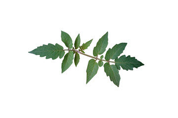 isolated leaves on a white background