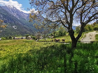 Easy life in Val'Ayas, nice green landscape, cows and relax © eugpng