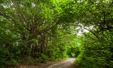 The trail through the green forest in the mountain of Taiwan.
