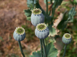 Opium poppy heads, close-up. Papaver somniferum, commonly known as the opium poppy or breadseed...