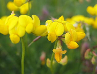 Macro close-up of the yellow flowers of Common bird's-foot trefoil (Lotus corniculatus)