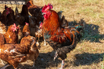 Legehennen auf einem Bauernhof mit artgerechter und dem Tierwohl verpflichteter Produktion, ein stolzer Hahn sorgt für die Fortpflanzung