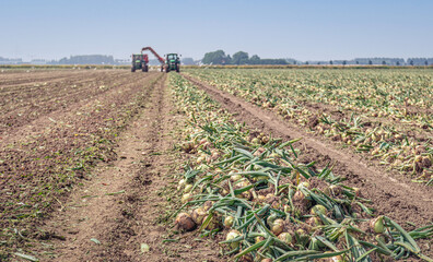 Converging rows of harvested onions drying in a field. In the background, the onions are...