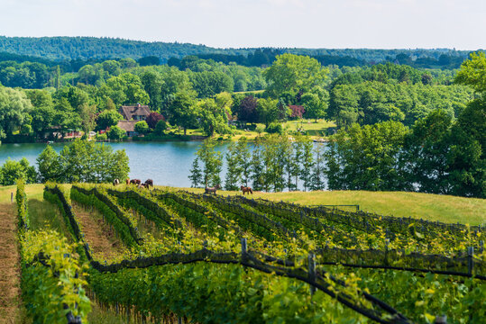 Ein Weinberg in Schleswig-Holstein in der Holsteinischen Schweiz in Grebin