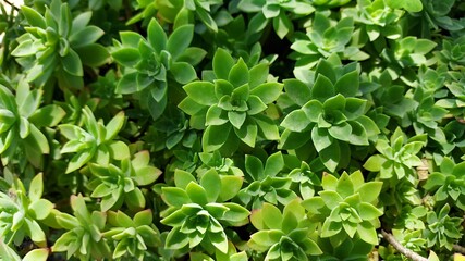 green leaves background