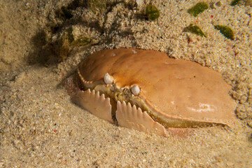 Giant Box Crab (Calappa calappa) burying itself in sand during a night dive at Padre Burgos Pier in...