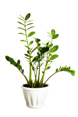 Pot with home plant zamiokulkas isolated on white background. Green houseplant zamifolia in a white pot