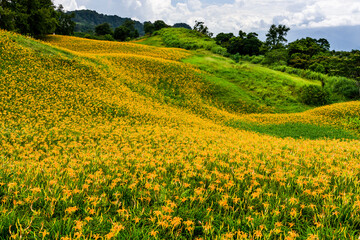 view of the beautiful daylilies in the Liushishi Mountain of Hualien, Taiwan.