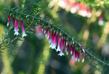 Pink and white bell-shaped flowers of the Australian Fuchsia Heath, Epacris longiflora, family...