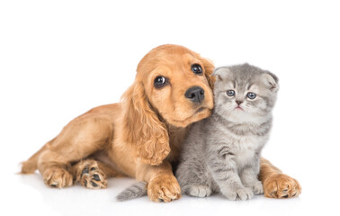 English cocker spaniel puppy dog hugs kitten. isolated on white background