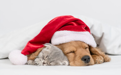 English Cocker Spaniel puppy wearing red santa hat hugs kitten  under warm blanket on a bed at home. Pets sleeps together