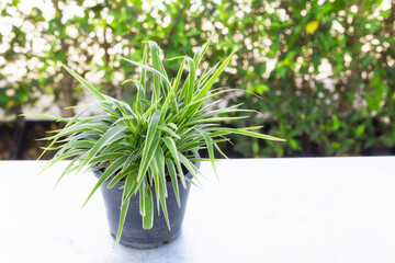 Spider Plant in a pot on table. 
