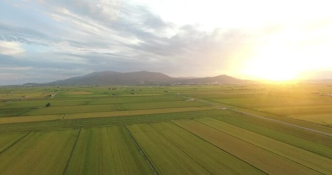 aerial images of rice fields