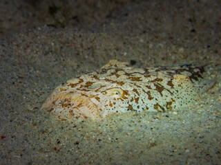Reticulated stargazer (Uranoscopus bicinctus) or Marbled stargazer during a night dive at Padre...