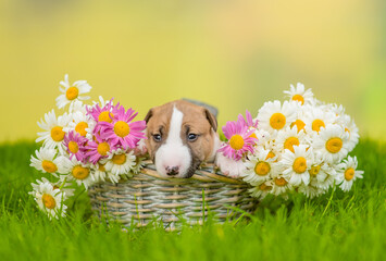 Cute Miniature Bull Terrier puppy sits inside a basket with chamomiles on green summer grass