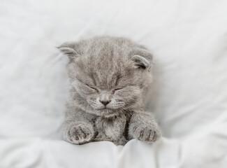 Cozy kitten sleeps under blanket on a bed at home. Top down view