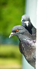 Obraz premium City pigeons (Columba livia forma urbana)