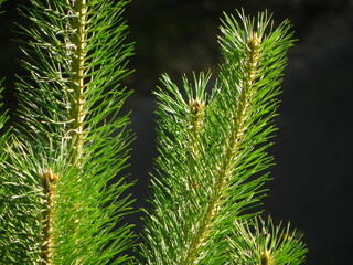Pine (Pinus sylvestris)