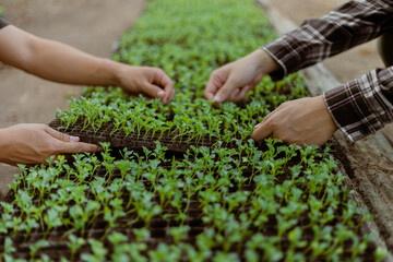 Gardening concept a farmer culling the green seedlings before removing them from pots to growing in the prepared soil plot