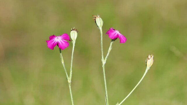 The rose campion flowers, Silene coronaria