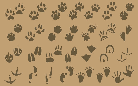 Collection of animal and human footprints.