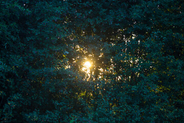 The rays of the sun shining through the dark green foliage of the trees in the early summer morning