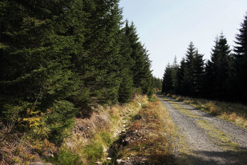 Fototapeta na wymiar September in the Jizera Mountains, hiking on a mountain road
